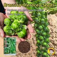 20pcs/pack High Yield Brussel Sprouts Seeds for Planting Vegetables Plants Fresh Organic Brussels Sp