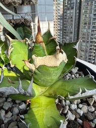 龍舌蘭 嚴龍 紅貓 agave titanota