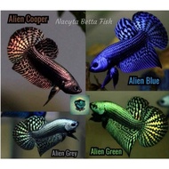 Wild Betta Alien Blue Green CooperIkan cupang AlienWild Betta alien