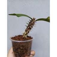 Mahkota Duri Bunga Besar