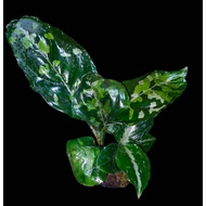 Sindo - Aglaonema Pictum Tricolor Live Plant V28P1OCCX3