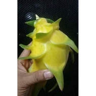 Pokok Buah Naga Kuning