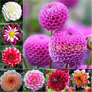 100pcs  Dahlia seed double petal easy living plant