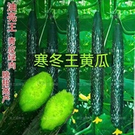 Winter King Cucumber Seeds Green Stuffed Cucumber Seeds Straight Cucumber Prince Secrets Daejeon Hig