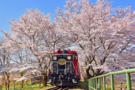 【日本】 京都賞櫻一日遊 | 嵐山小火車夜櫻＆清水寺＆天龍寺・嵐山周邊散步／【京都嵐山半日遊】嵐山小火車＆保津川遊船＆京馬車