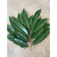 MATA TUNAS MUSANG KING D197