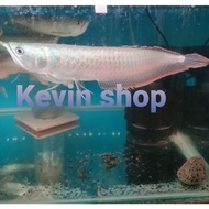 Ikan Arwana Silver red 30 cm BES962