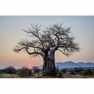 1 Benih Bibit Baobab Adansonia digitata Seeds/Benih/Biji