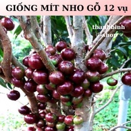 Cây Giống Nho Thân Gỗ Đỏ 12 Vụ