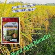 benih padi unggul malai Panjang GORONTALO 