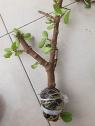 SIANCI CHERRY BAHAN BONSAI BERBUAH