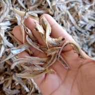 Bilis kopek tempatan