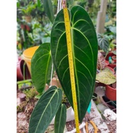 Anthurium Warocquenum Queen Dark Form（Big Plant）