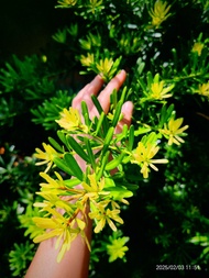 Gold costalis podocarpus黄金钻罗汉松原生苗(更新上架)