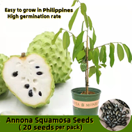 20 เมล็ด เมล็ดพันธุ์ ต้นน้อยหน่า Edible Dwarf Annona Squamosa Seeds Fruit Seeds น้อยหน่าเรดอิสราเอล เมล็ดบอนสี ต้นผลไม้ ต้นไม้ เมล็ดพันธุ์ ต้นผลไม้ บอนไซ บอนไซแคระ ต้นไม้แคระ น้อยหน่า ต้นไม้ผลกินได้ ต้นไม้ฟอกอากาศ ต้นไม้ประดับ เมล็ดพันธุ์ ต้นไม้ประดับ