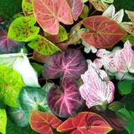 [Live Plant] Caladium bicolor houseplant, Keladi warna mix by LS Group