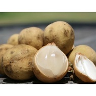 Anak Pokok Dokong Hybrid