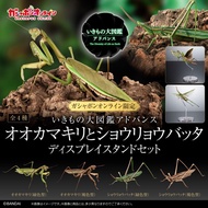 [預訂2025年4月] Bandai 扭旦/ 扭蛋 生物圖鑑ADVANCE 螳螂&中華劍角蝗 展示架套裝 [GOL] ADVANCE Praying mantis&Oriental long-head