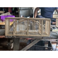 Jebok Lengkung Merbah/ Murai batu