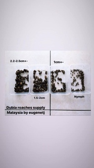 Dubia roaches (by eugenetj) (all sizes available)