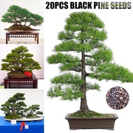 20 Pcs Seeds Pinus Thunbergii Japanese Black Pine Potted Bonsai Plant Seeds For Home Garden Viewing