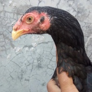 Ayam Black O ShamoTrad Ekor Lidi jantan