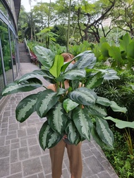 Aglaonema - Pattaya Beauty 3PP [REAL PLANT] #supportlocal