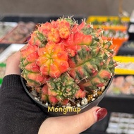 [Over 6.5cm] Large size red gym cactus pot