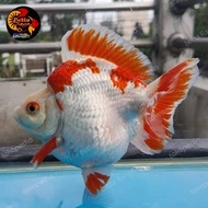 Ikan hias aquarium mas koki RYUKIN RED WHITE