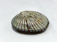松葉笠螺 產地：日本 尺寸：42.5mm