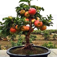 Dwarf Bonsai Apple Tree Seeds   Seeds - Grow Exotic Indoor Fruit Bonsai