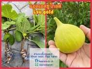 มะเดื่อฝรั่ง กิ่งตอนมะเดื่อฝรั่ง แอล เอส ยู โกลด์ lsu gold fig air layer