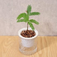 小豆樹 免澆水盆栽 室內植物 觀葉植物 禮物 辦公室小物