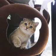 Kucing British Shorthair Kitten Golden - Ped Parent Import Super Lucu
