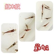 【嘉嘉寵物】紅木紋 蘇蝦  🦐觀賞蝦