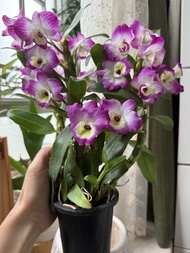 蘭花 春石斛 小藍莓