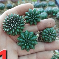 Crest Thornless Cactus Set updated January 2, 2026