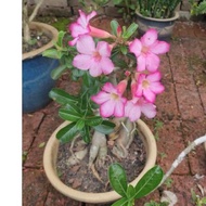 Adenium Kemboja Thailand bongsai