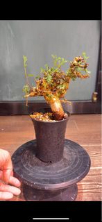 Commiphora stocksiana 黃金橄欖