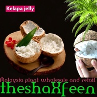 Pokok kelapa jelly macapuno theshaxfeen