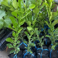 Lemon seedling (lemon number 8, Thai Karrir lemon) 30-40cm tall
