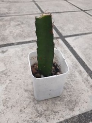 紅肉火龍果 (堆肥種植)