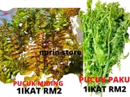 PUCUK PAKU/PUCUK MIDING/SAYUR PAKU PAKIS