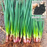 [Fast Growing] 100 Seeds Full Seasons Shallot Seeds for Planting Vegetables Organic Chives Shallot G