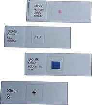 United Scientific Supplies 500-4 "Daphnia &amp; Cyclops (Marine Biology), WM" Prepared Microscope Slide