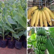 bibit pohon pisang ambon mini super