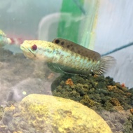 ikan channa blue pulchra 10 cm