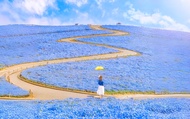 [Tour một ngày hoàn hảo khám phá Ibaraki Flower Park và ẩm thực] Đền Oarai Isosaki, Chợ hải sản Naka