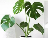 Asli Monstera deliciosa/ tanaman hias monstera / tanaman hidup monstera / monstera deliciosa