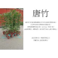心栽花坊-唐竹/8吋盆/不含盆高150~200/綠化植物/綠籬植物/竹子售價250特價200